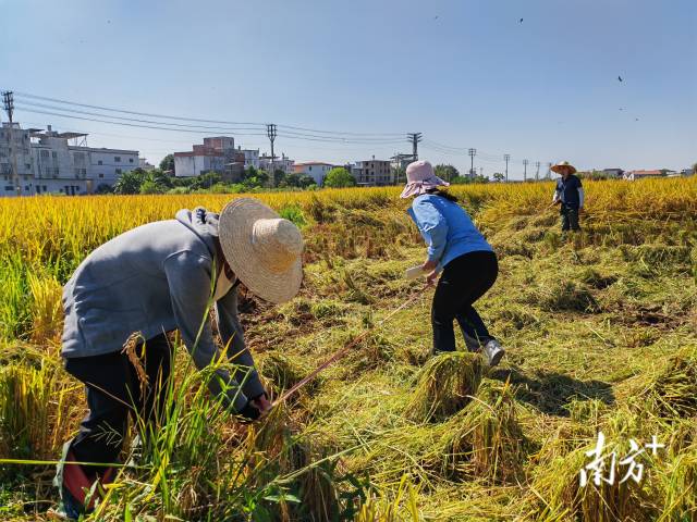 超聲種子增產(chǎn)預(yù)處理后，廣東興寧雙季絲苗香米突破畝產(chǎn)1446.18公斤，再創(chuàng)世界紀(jì)錄！